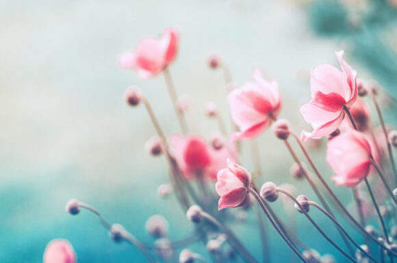 Seitenaufnahmen eines Feldes voller Rosen